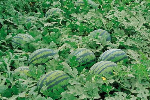 嘉禾望岗娱乐吃瓜地